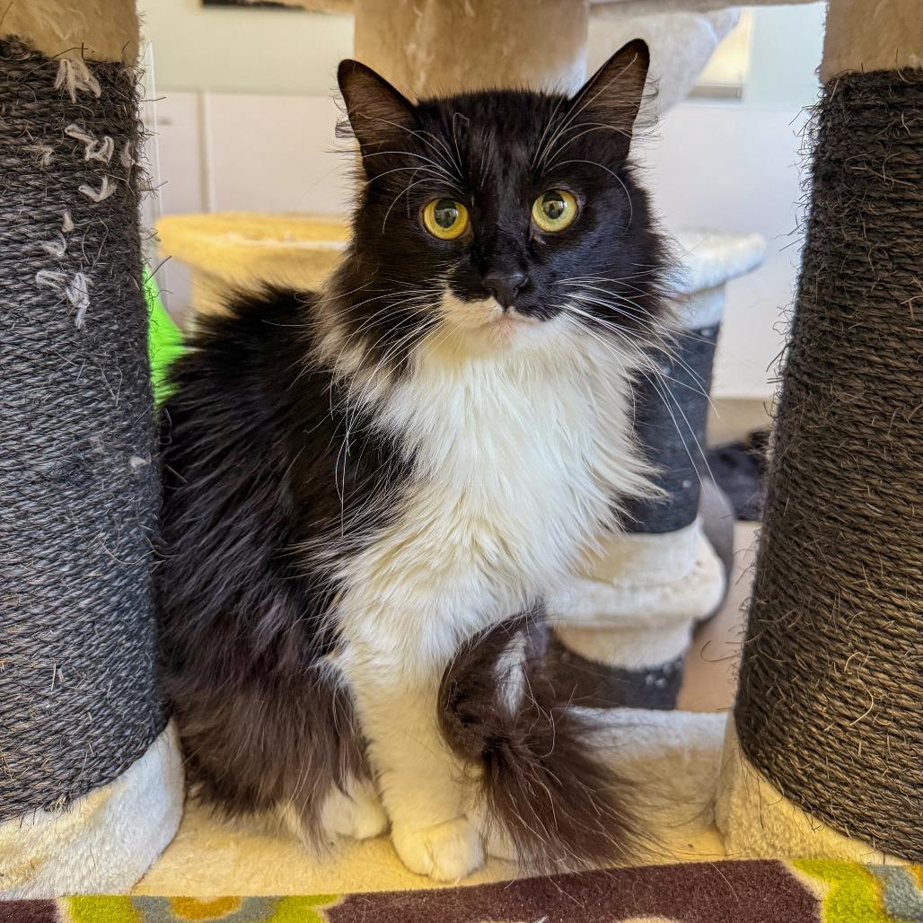 Enlarge Anemone, a Adoptable Domestic Short Hair in Palm Springs, CA image 5/5