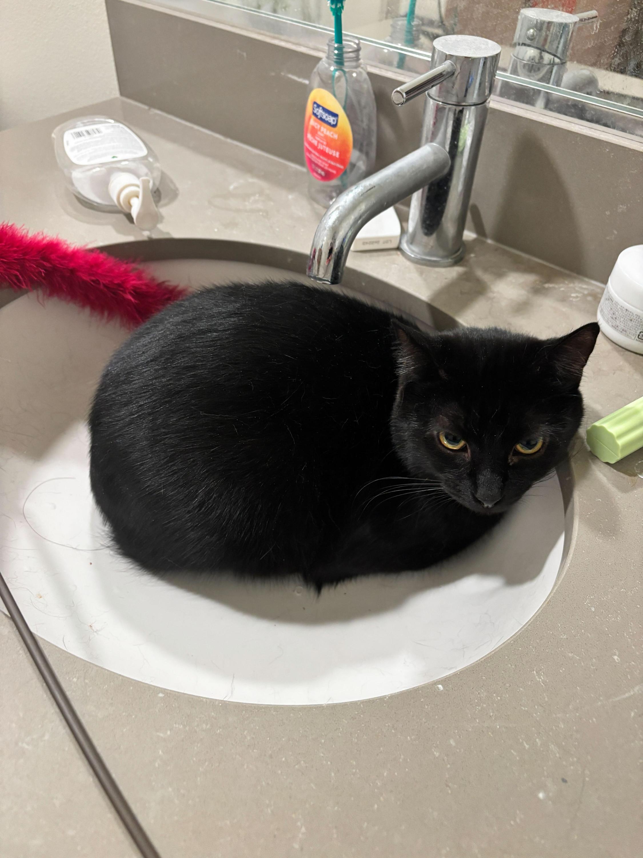 Honeycrisp and Crunchwrap, a ADOPTABLE Domestic Short Hair in Seattle, WA image 2/6