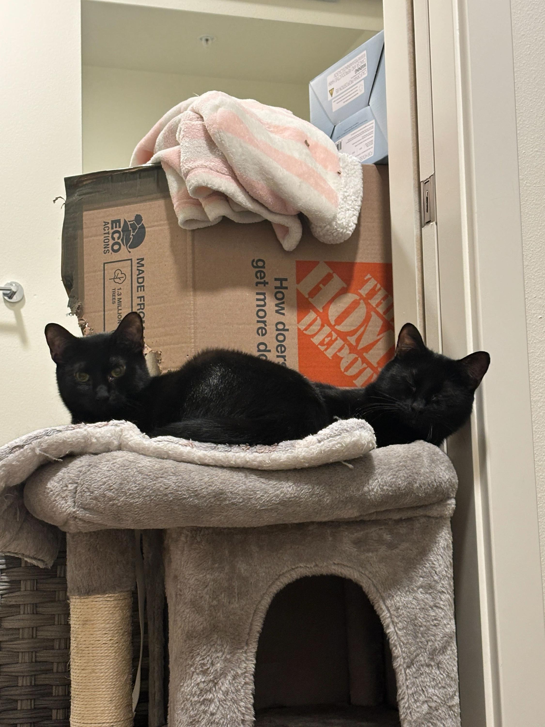 Honeycrisp and Crunchwrap, a ADOPTABLE Domestic Short Hair in Seattle, WA image 5/6