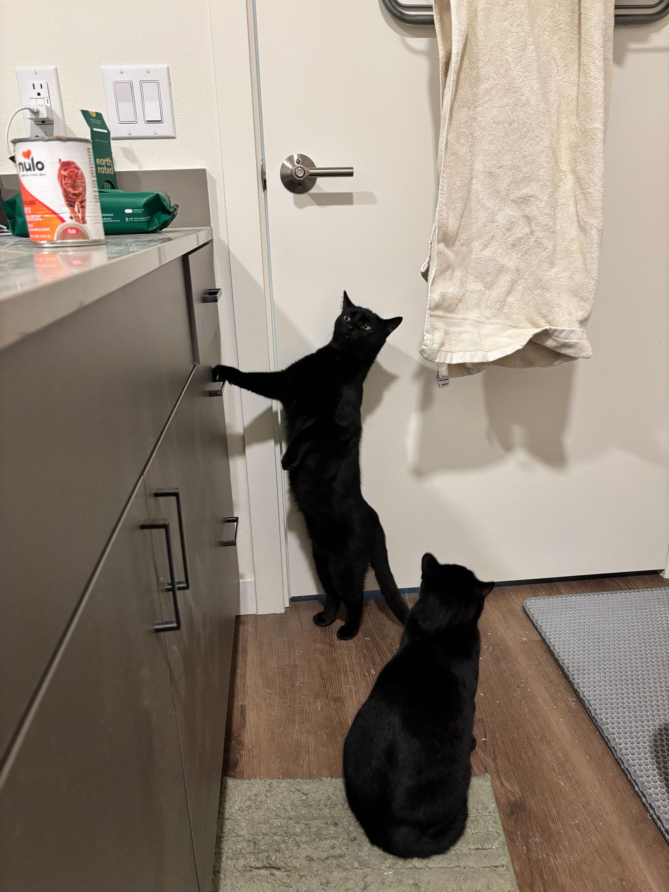 Honeycrisp and Crunchwrap, a ADOPTABLE Domestic Short Hair in Seattle, WA image 6/6