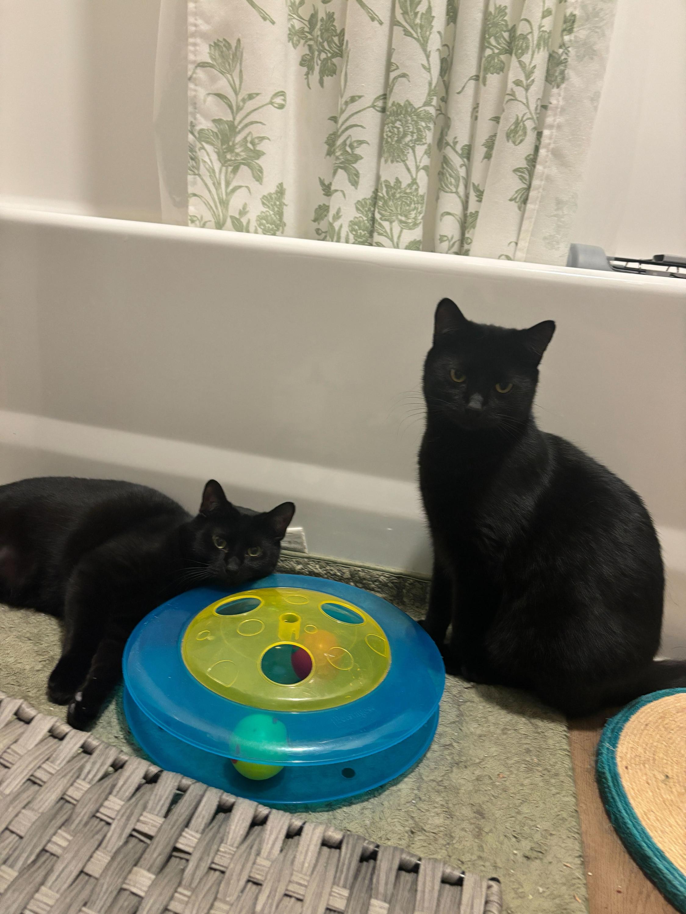 Honeycrisp and Crunchwrap, ADOPTABLE, Young Male Domestic Short Hair.