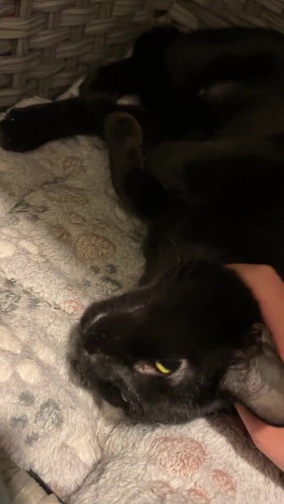 Enlarge Honeycrisp and Crunchwrap, a ADOPTABLE Domestic Short Hair in Seattle, WA video 4/6