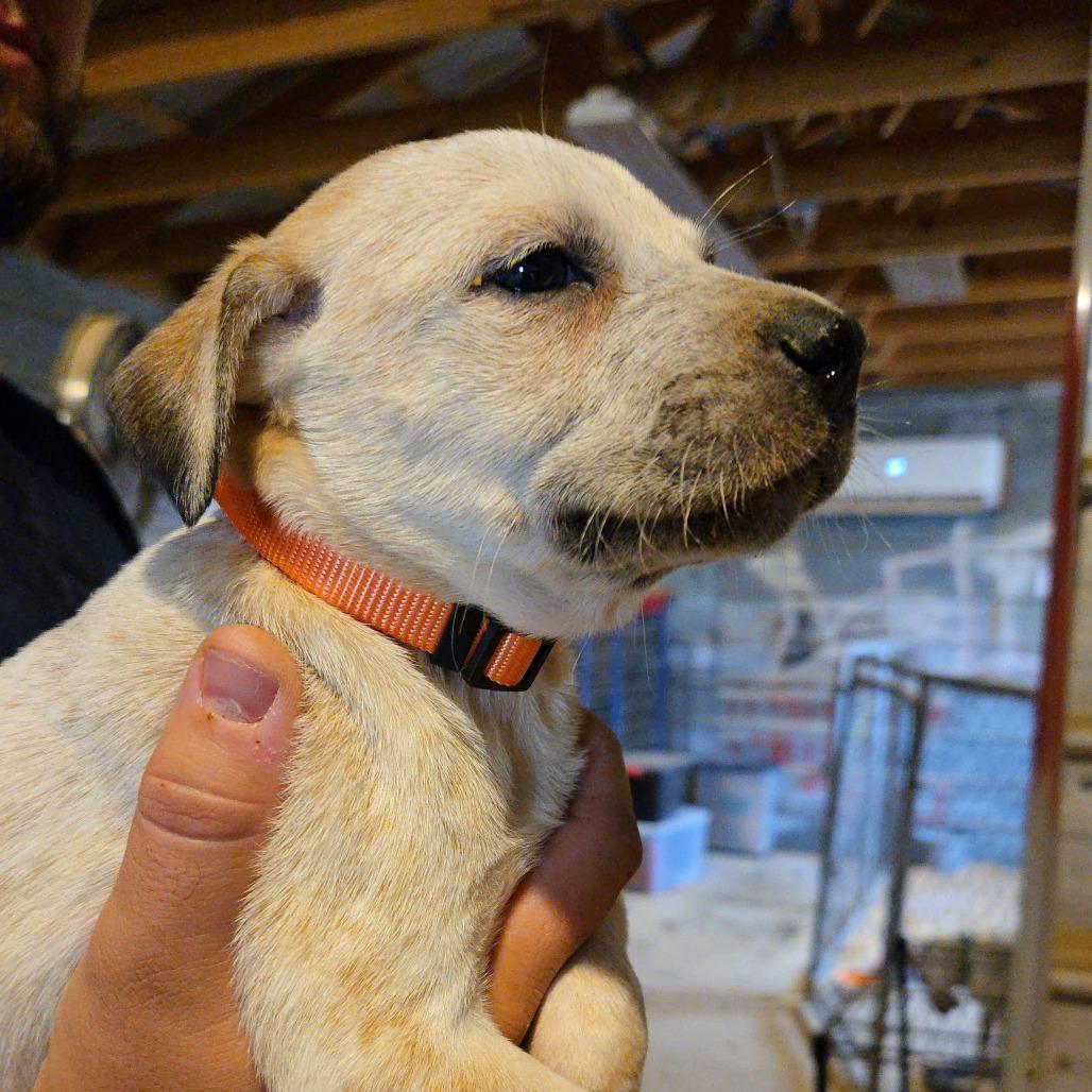 Peony, Adoptable, Puppy Female Hound & Cattle Dog.