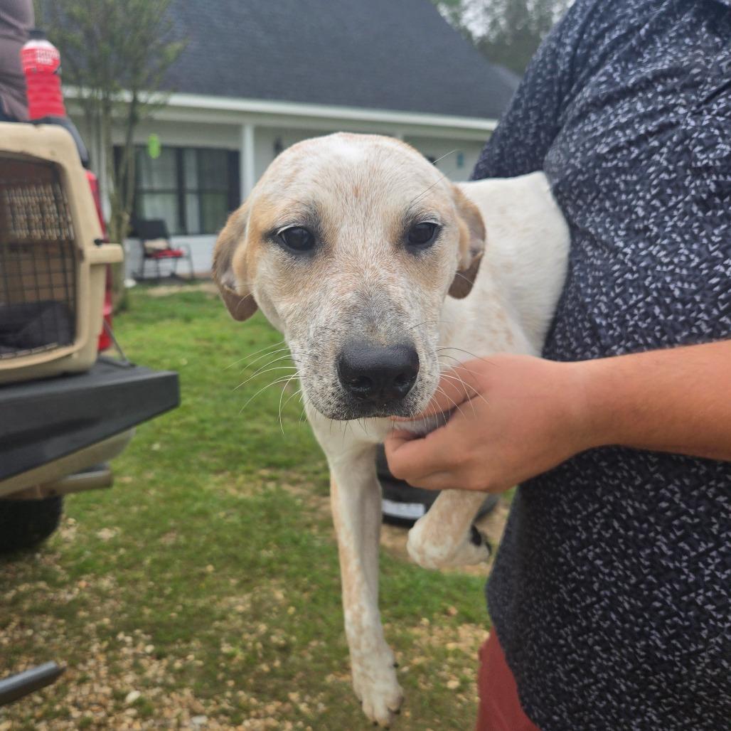 Enlarge Peony, a Adoptable mixed breed in Waggaman, LA image 2/3