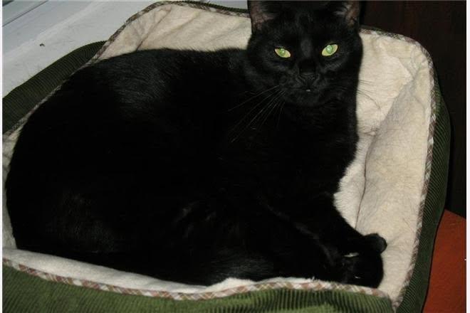 Percy, adopted, Young Male Domestic Short Hair.