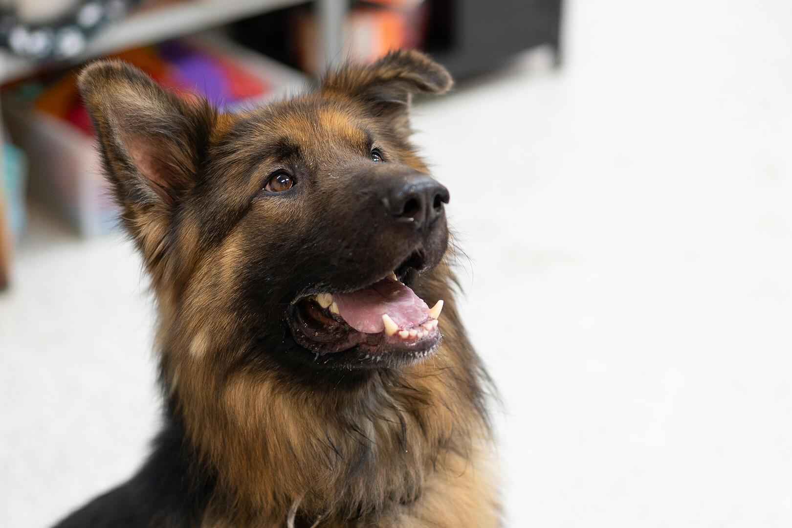 Bruno, a Adoptable German Shepherd Dog in Hood River, OR image 1/5