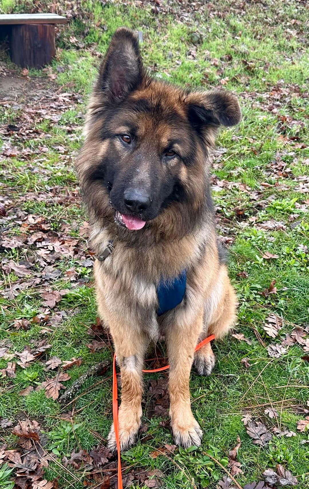 Bruno, a Adoptable German Shepherd Dog in Hood River, OR image 2/5