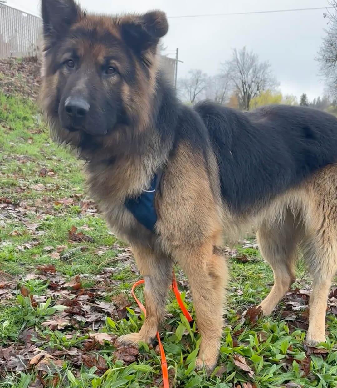 Bruno, a Adoptable German Shepherd Dog in Hood River, OR image 3/5