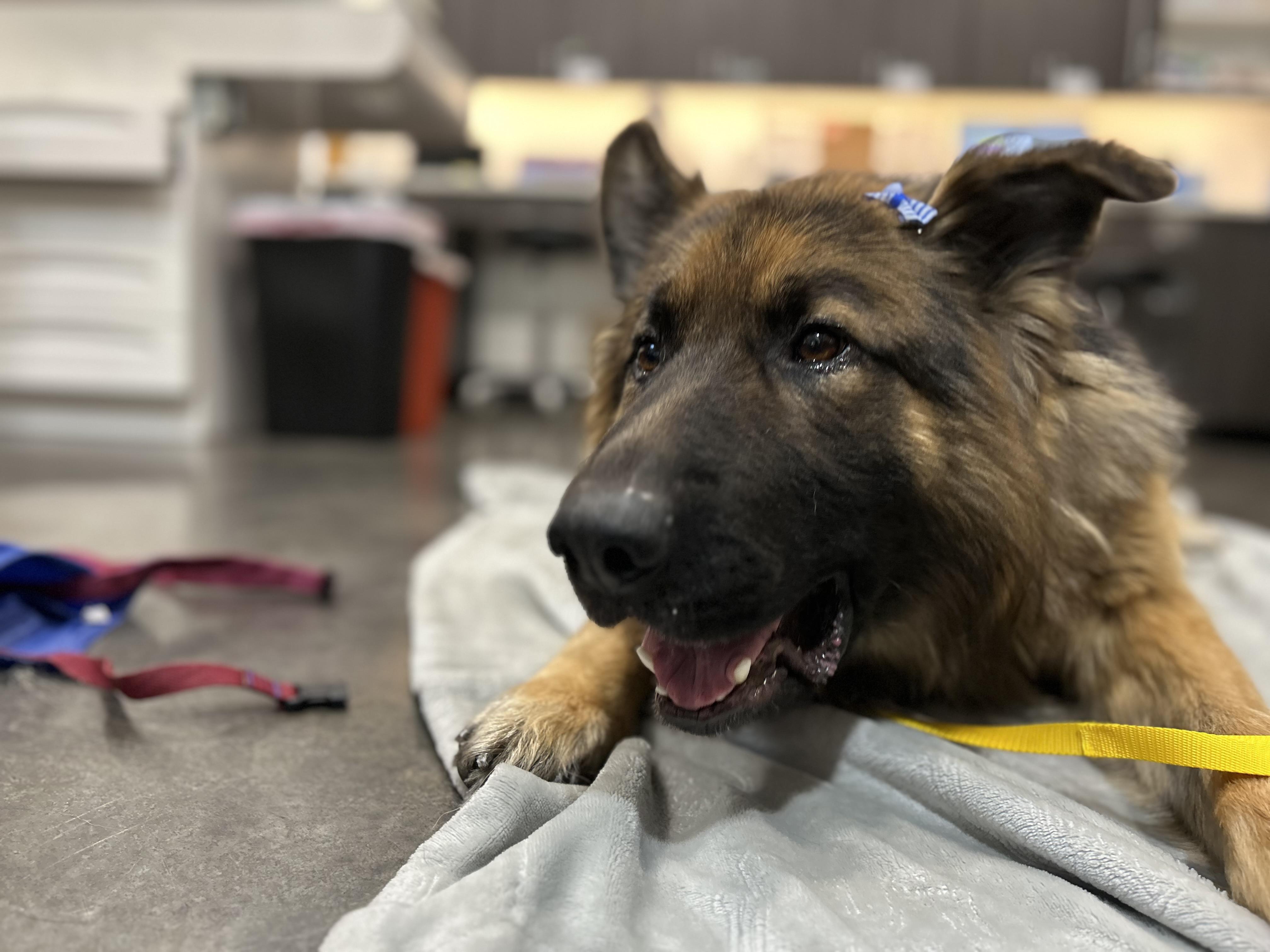 Bruno, Adoptable, Young Male German Shepherd Dog.