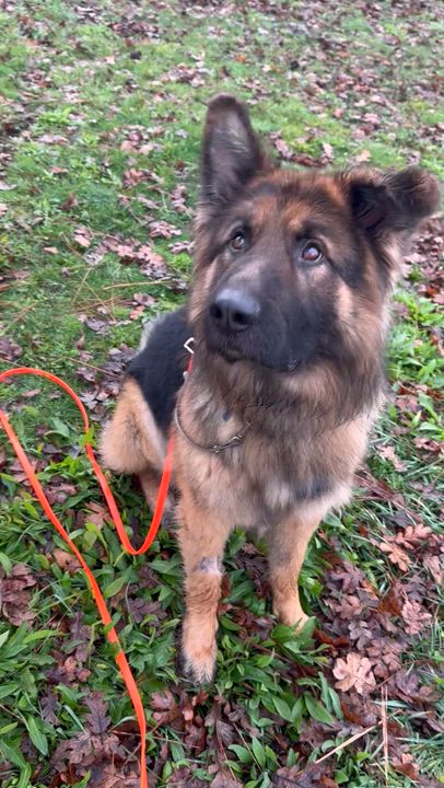Enlarge Bruno, a Adoptable German Shepherd Dog in Hood River, OR video 5/5