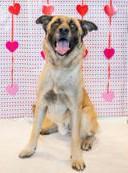 Noah, ADOPTABLE, Adult Male Black Mouth Cur.