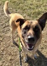 Noah, ADOPTABLE, Adult Male Black Mouth Cur.