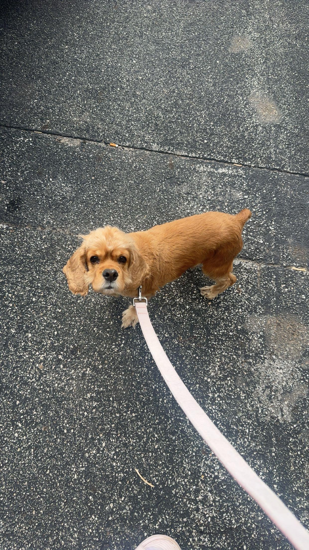 Apple Pie thumbnail 2