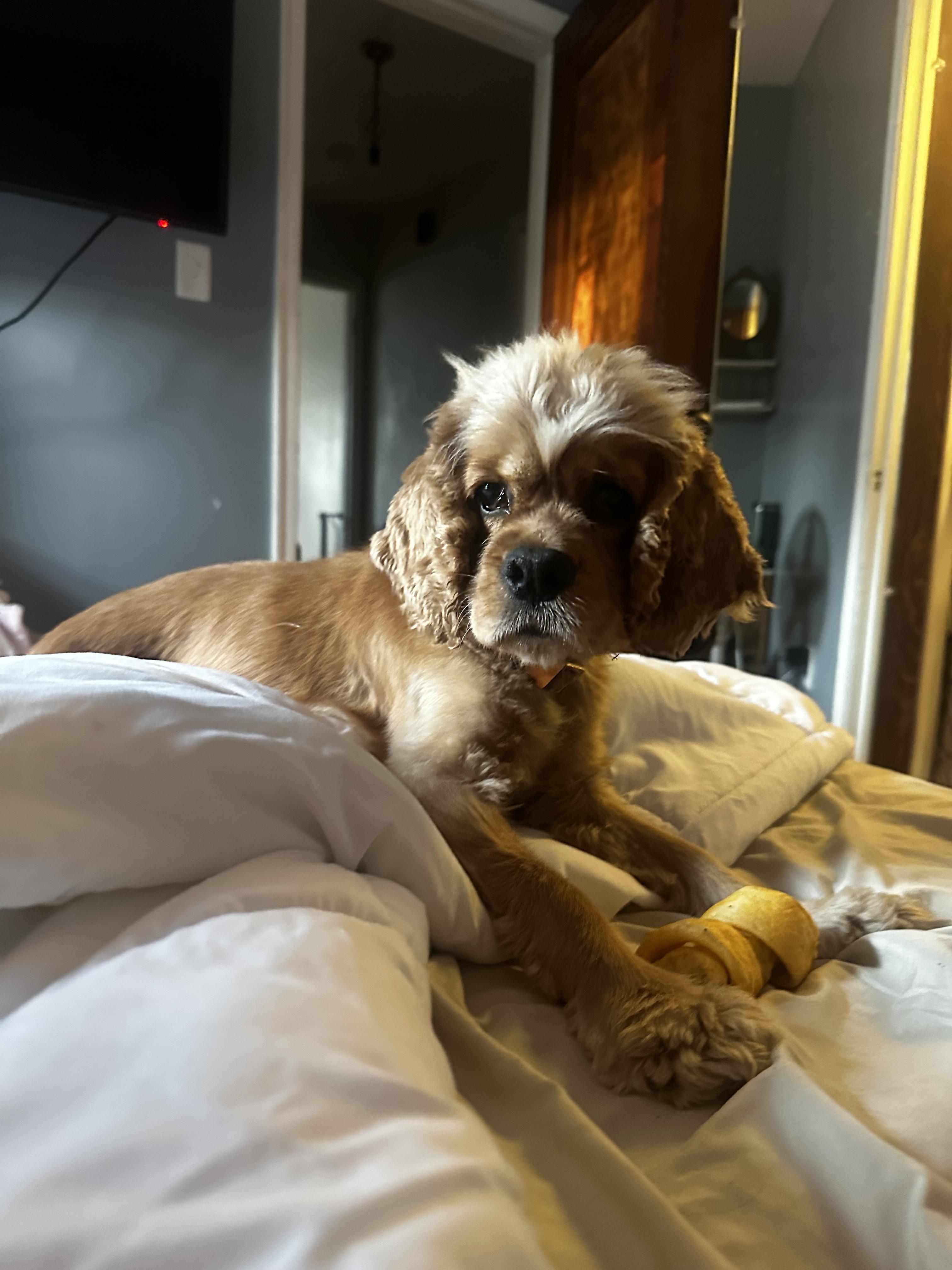 Apple Pie thumbnail 4