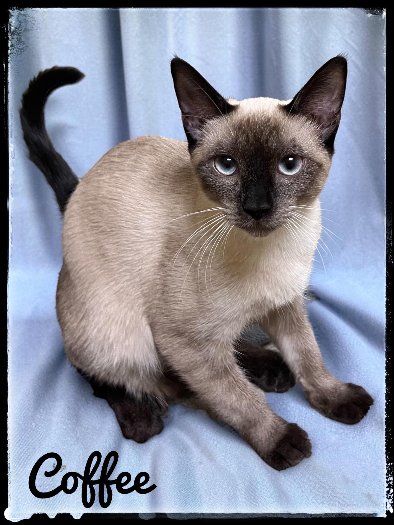 Enlarge Coffee, a Adoptable Siamese in El Cajon, CA image 2/2