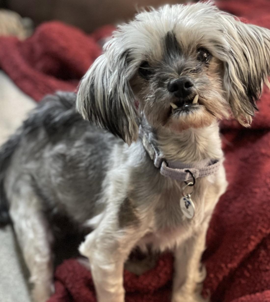 Enlarge Charlie, an adopted mixed breed in Mead, CO image 1/1