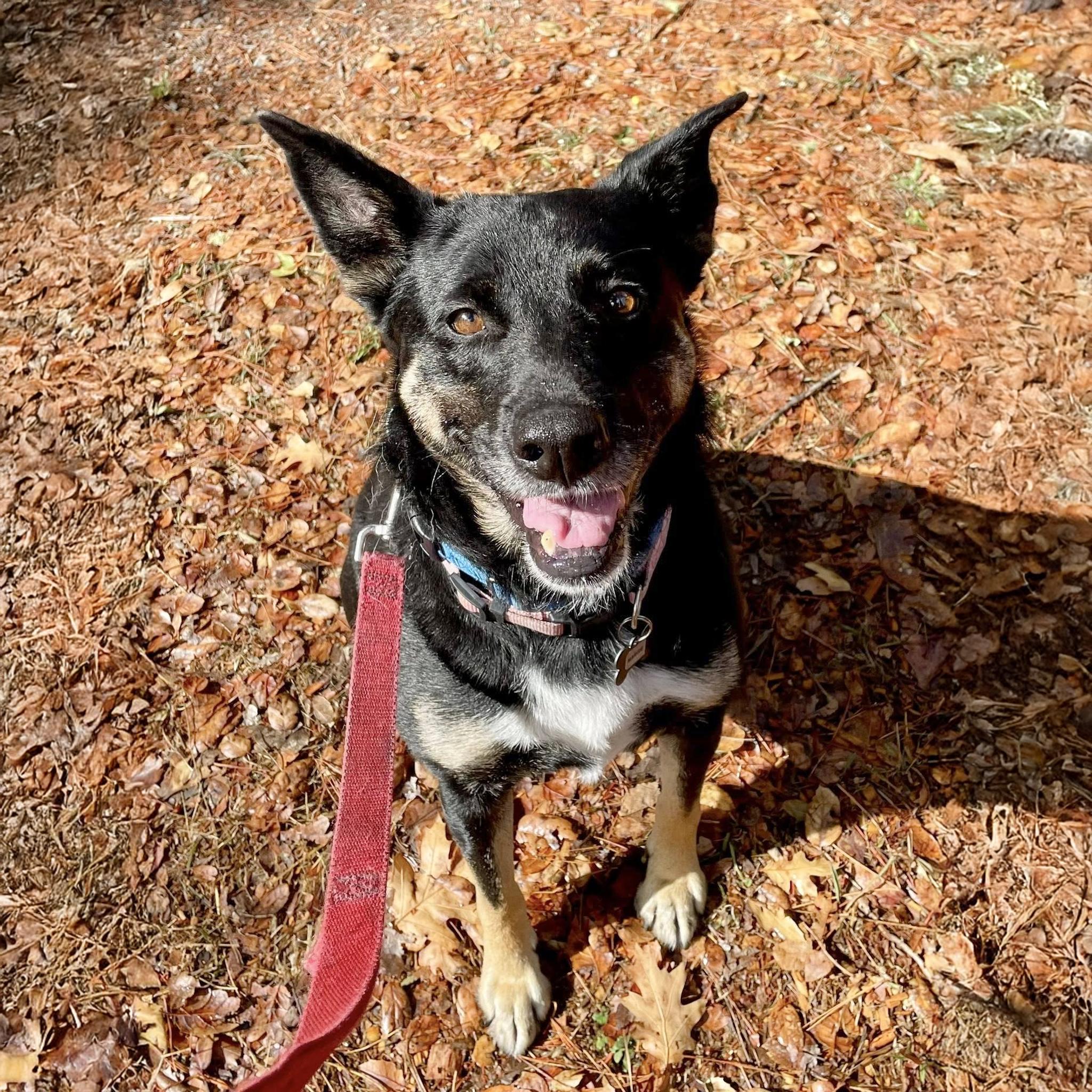 Enlarge Margie, an adopted mixed breed in Santa Rosa, CA image 1/6