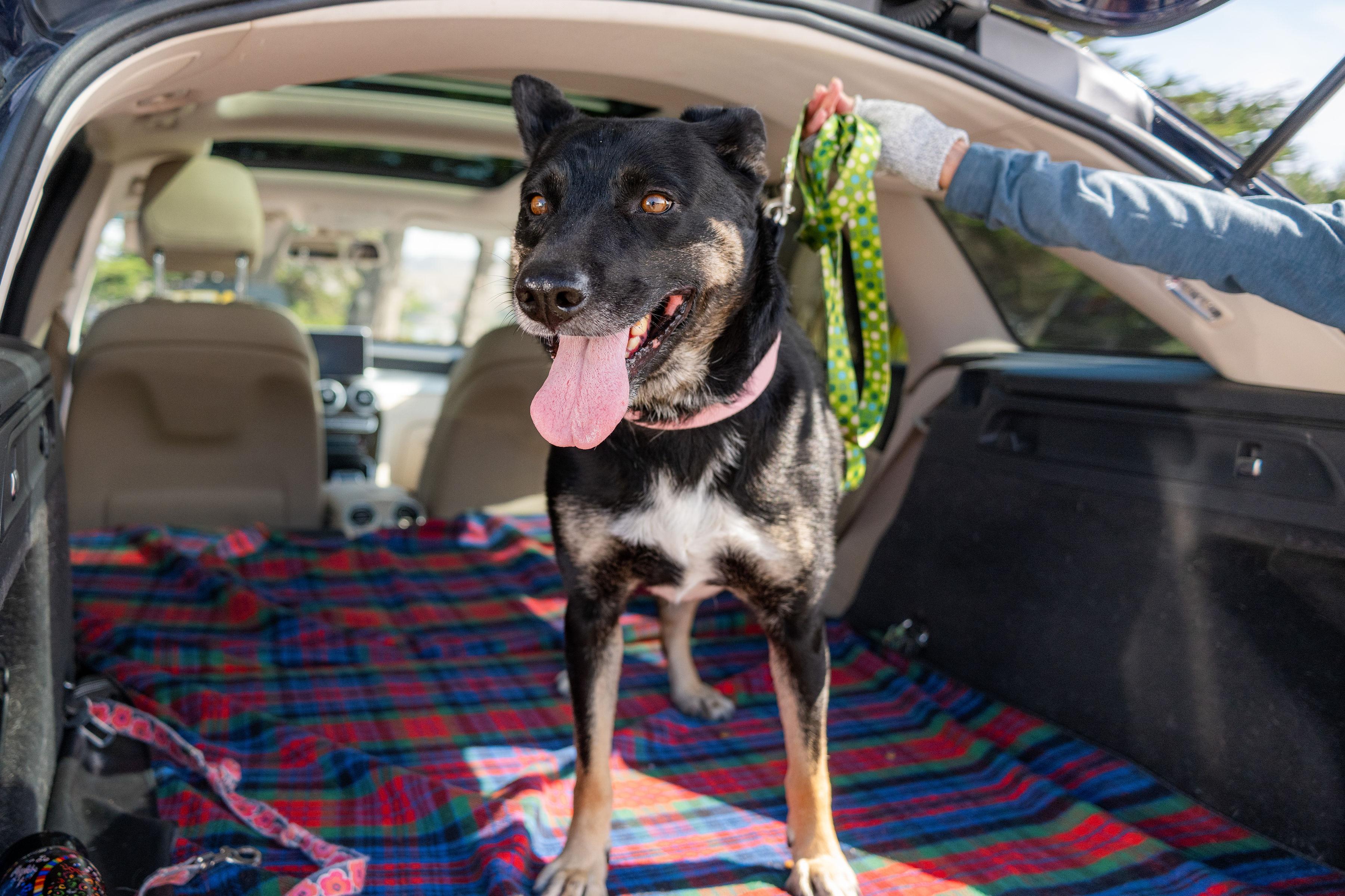 Margie, Adoptable, Adult Female Cattle Dog & Shepherd.