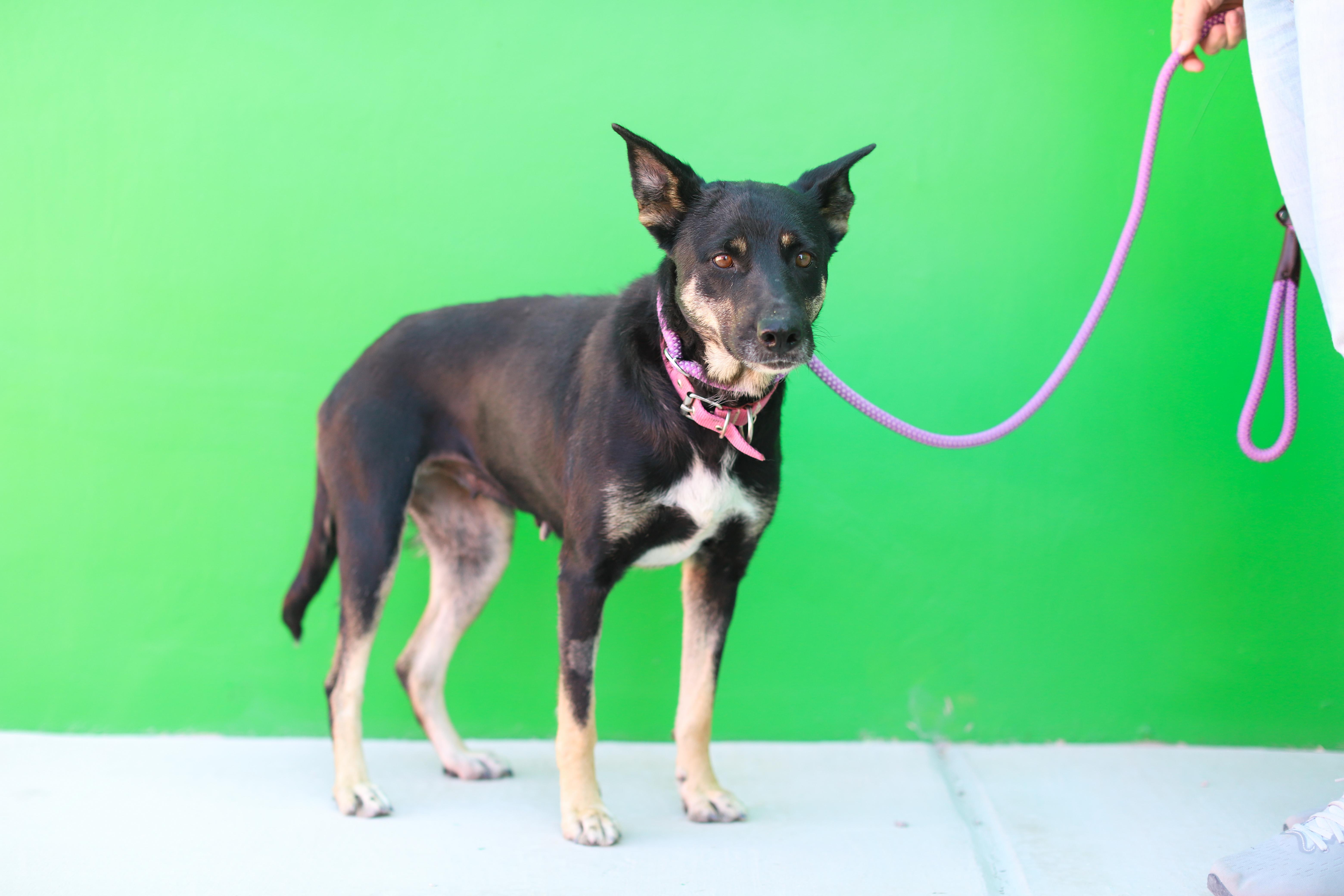 Margie, a Adoptable mixed breed in Santa Rosa, CA image 2/6