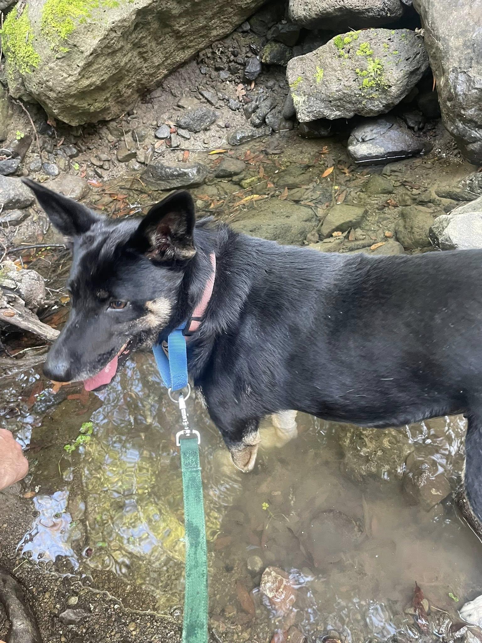 Enlarge Margie, an adopted mixed breed in Santa Rosa, CA image 3/6