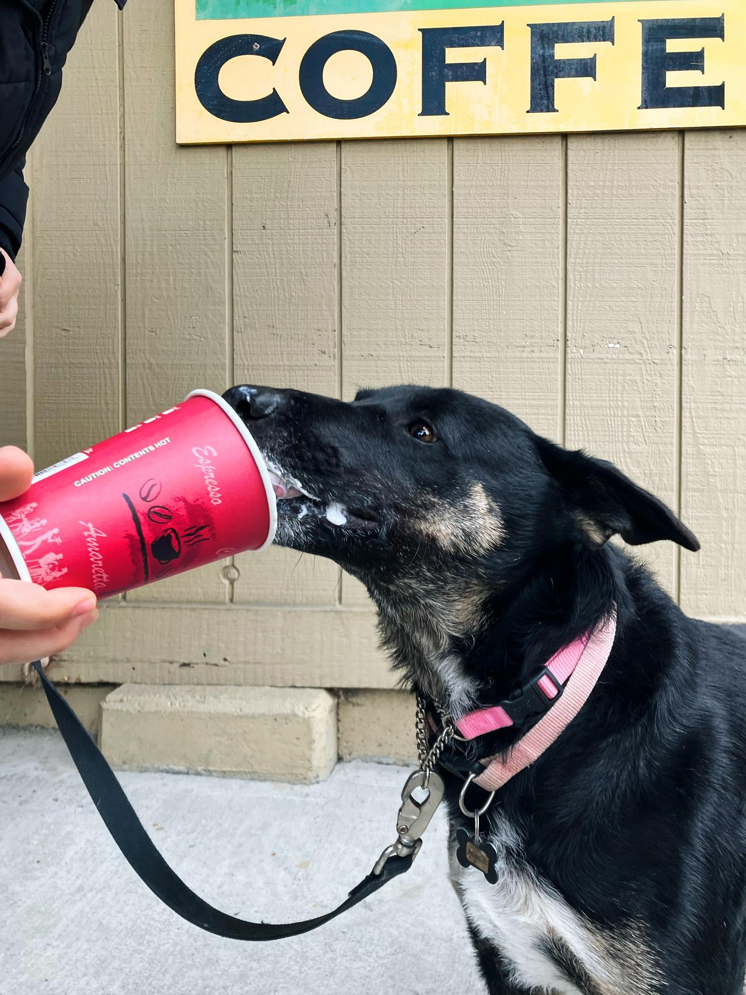 Enlarge Margie, an adopted mixed breed in Santa Rosa, CA image 4/6