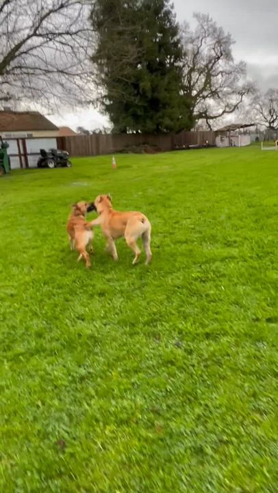 Enlarge Margie, an adopted mixed breed in Santa Rosa, CA video 6/6