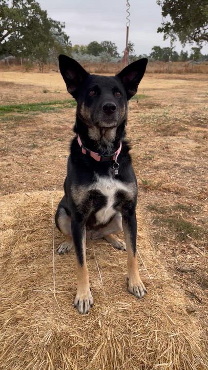 Enlarge Margie, a Adoptable mixed breed in Santa Rosa, CA video 6/6