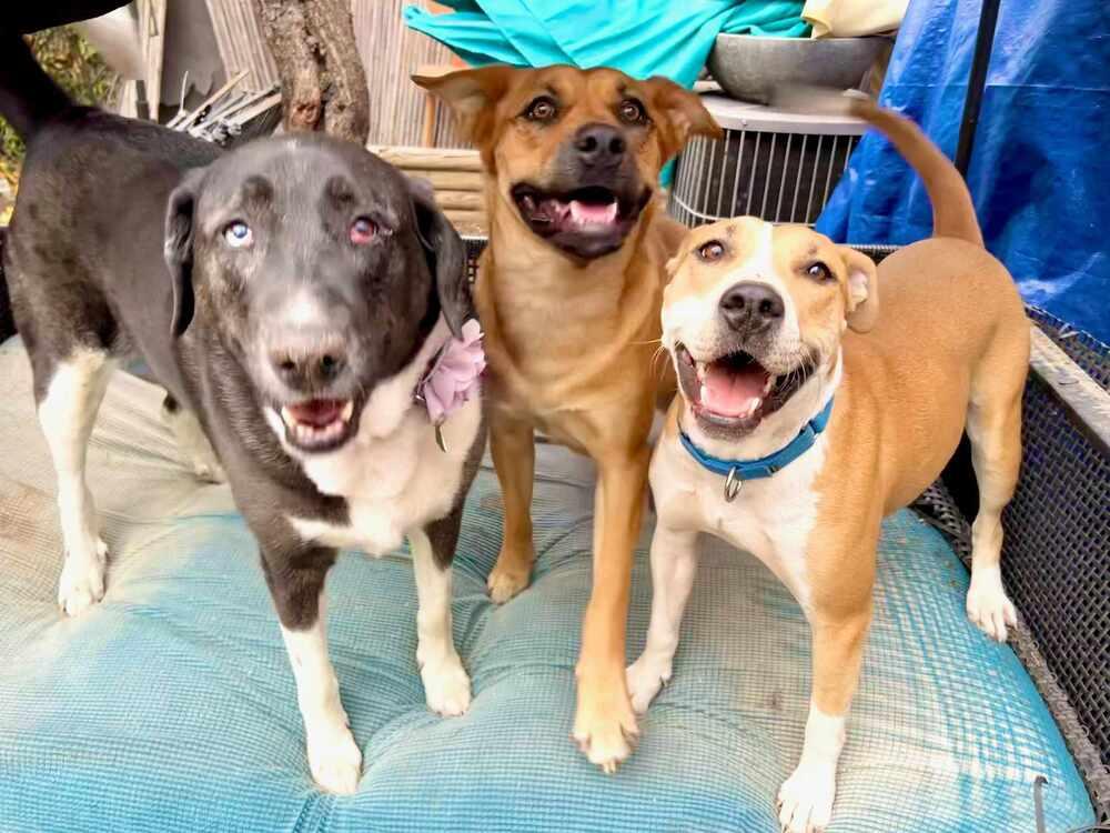 Leila, Adoptable, Adult Female German Shepherd Dog & Rottweiler.