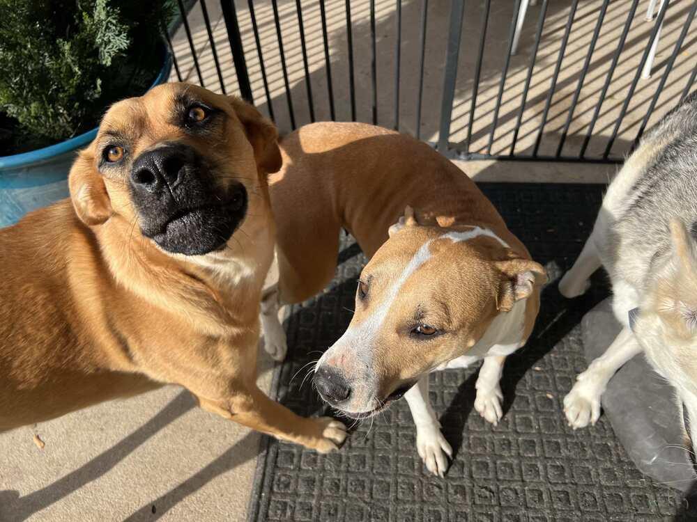 Leila, a Adoptable mixed breed in Fort Lupton, CO image 2/6
