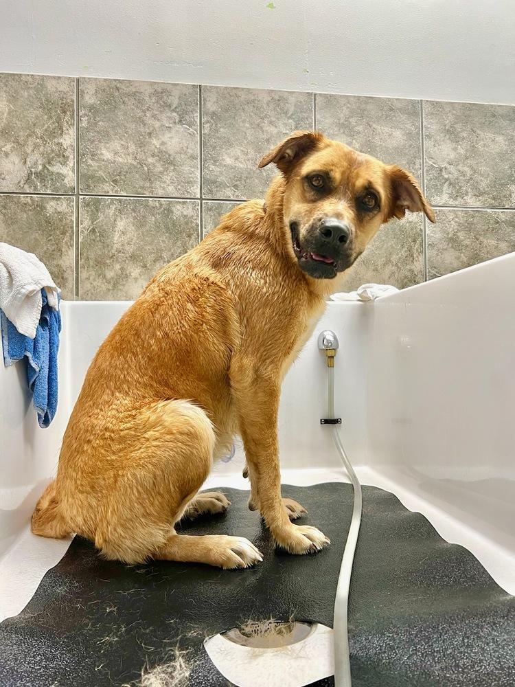 Leila, a Adoptable mixed breed in Fort Lupton, CO image 4/6