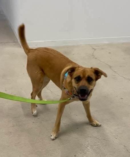 Leila, Adoptable, Adult Female German Shepherd Dog & Rottweiler.