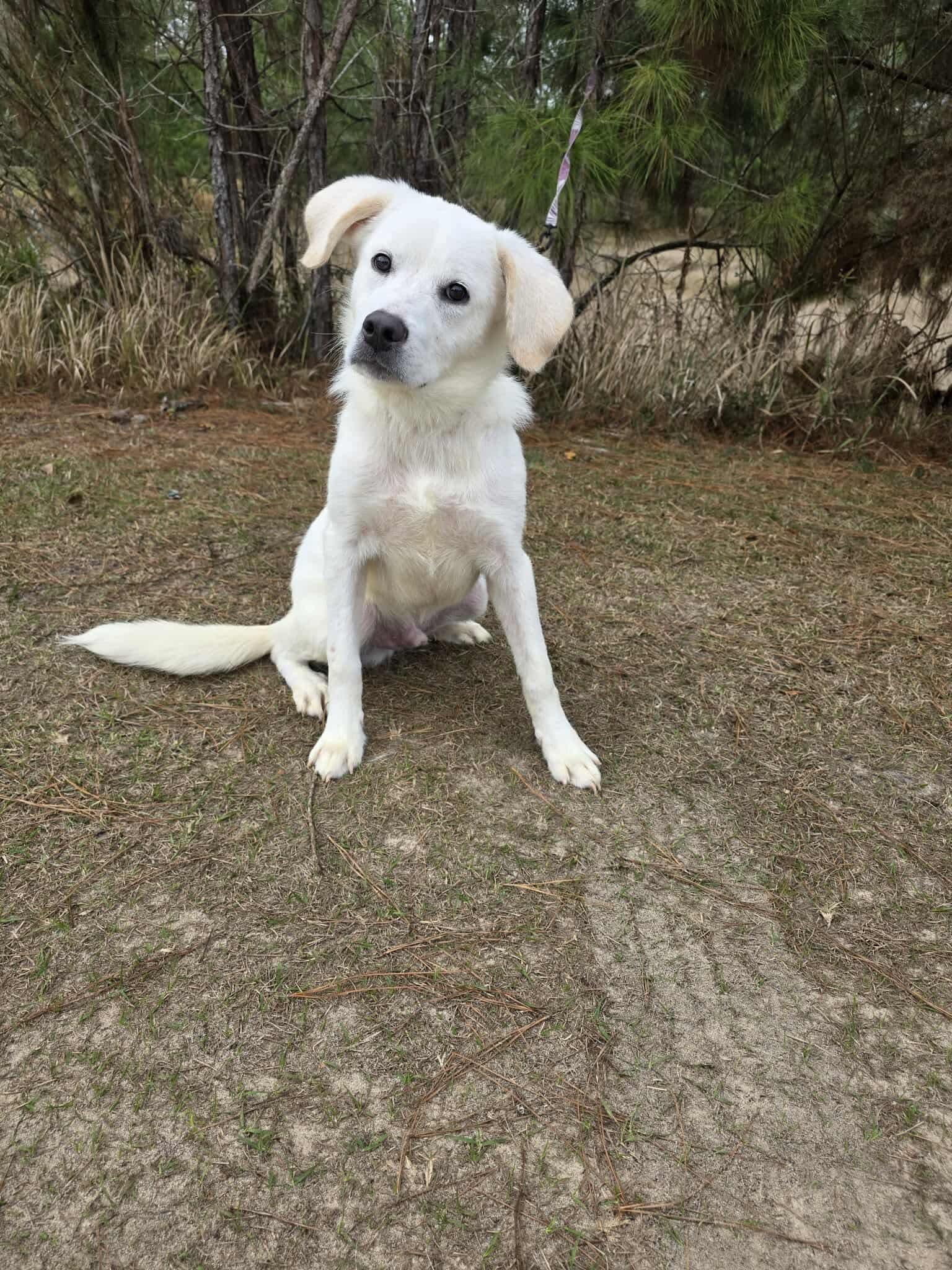 Enlarge Shadow, a Adoptable mixed breed in Adrian, MI image 6/6