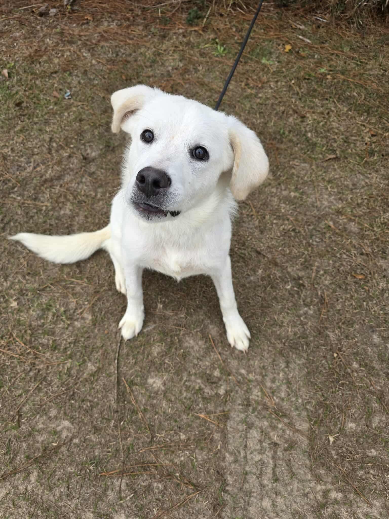 Shadow, Adoptable, Young Male Labrador Retriever.