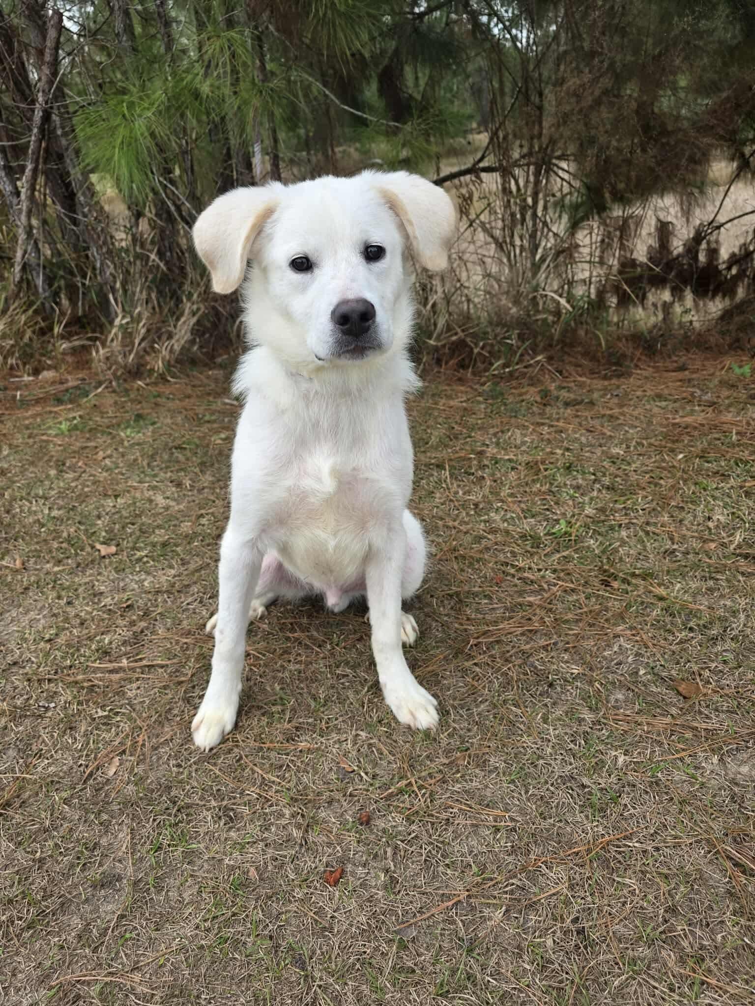Enlarge Shadow, a Adoptable mixed breed in Adrian, MI image 2/6