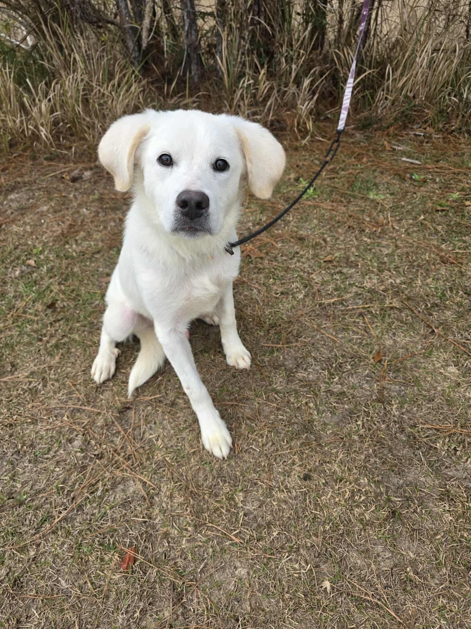 Enlarge Shadow, a Adoptable mixed breed in Adrian, MI image 4/6