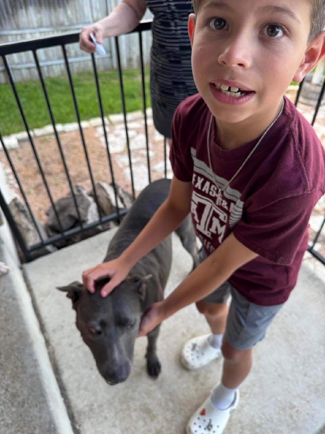 June, an adoptable American Staffordshire Terrier in Rochester, MN, 55901 | Photo Image 4
