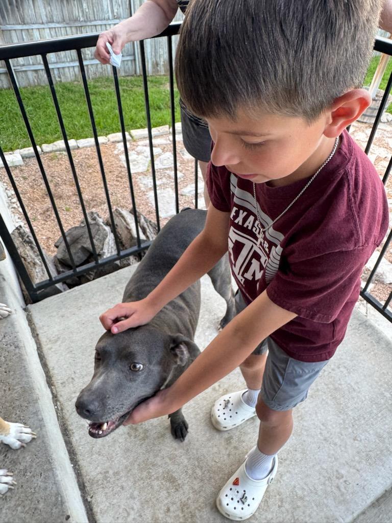 June, an adoptable American Staffordshire Terrier in Rochester, MN, 55901 | Photo Image 2