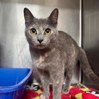 Pearl (bonded with Opal)