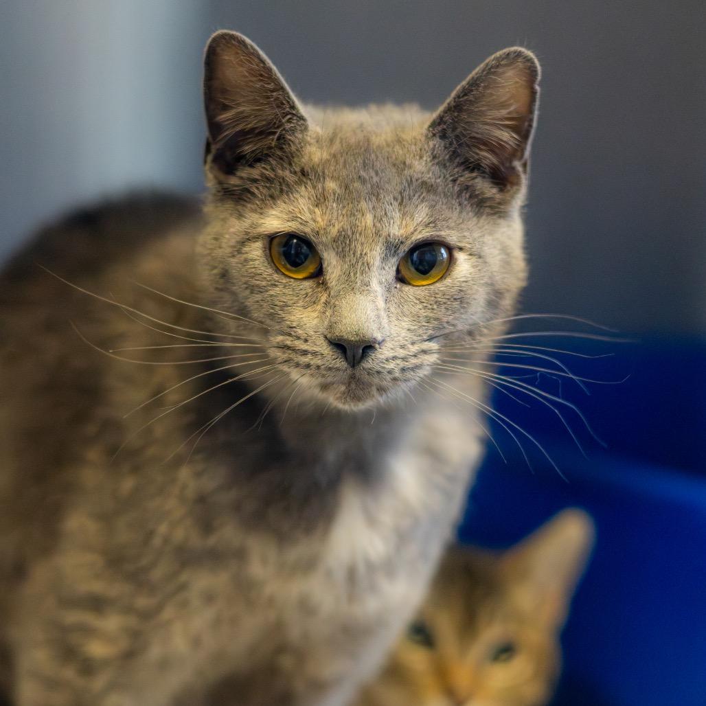 Pearl (bonded with Opal) — thumbnail 2