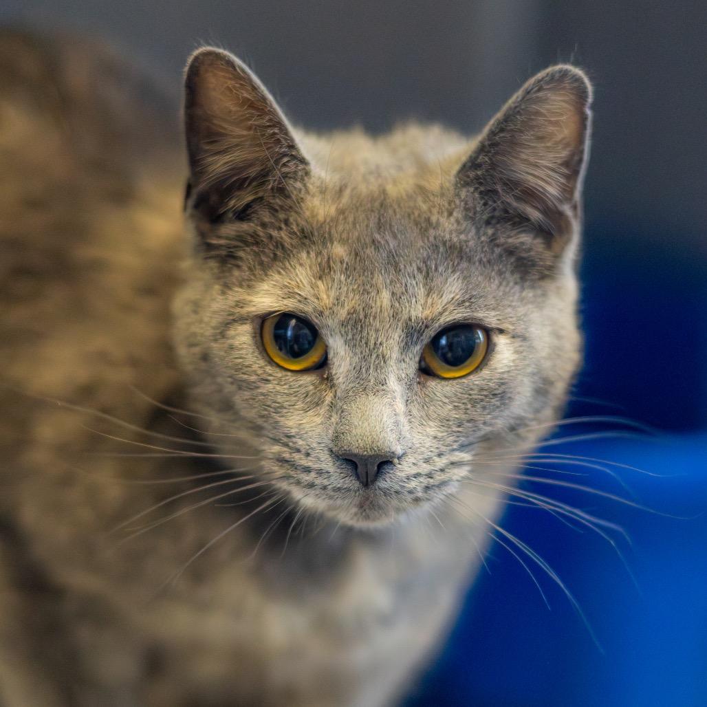 Pearl (bonded with Opal) — thumbnail 3