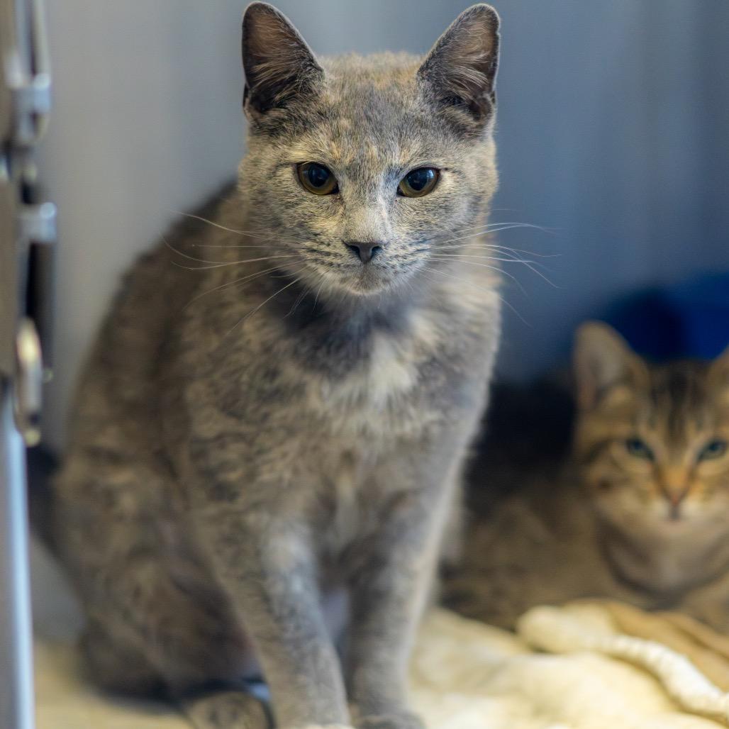 Pearl (bonded with Opal) — thumbnail 4