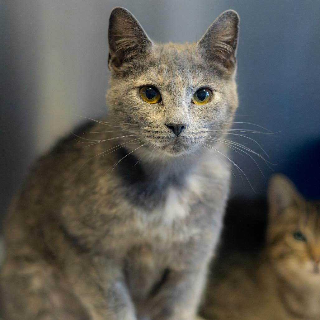 Pearl (bonded with Opal) — thumbnail 5