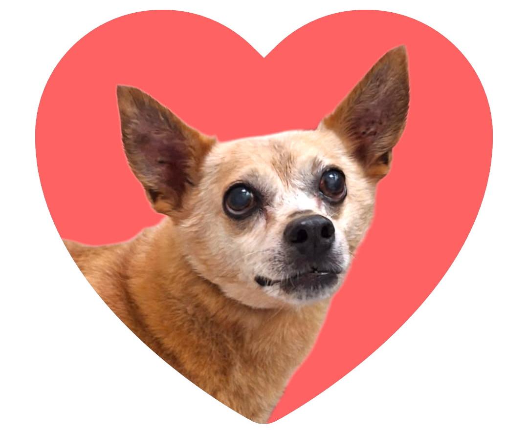 Charlie, Adoptable, Senior Male Dachshund.