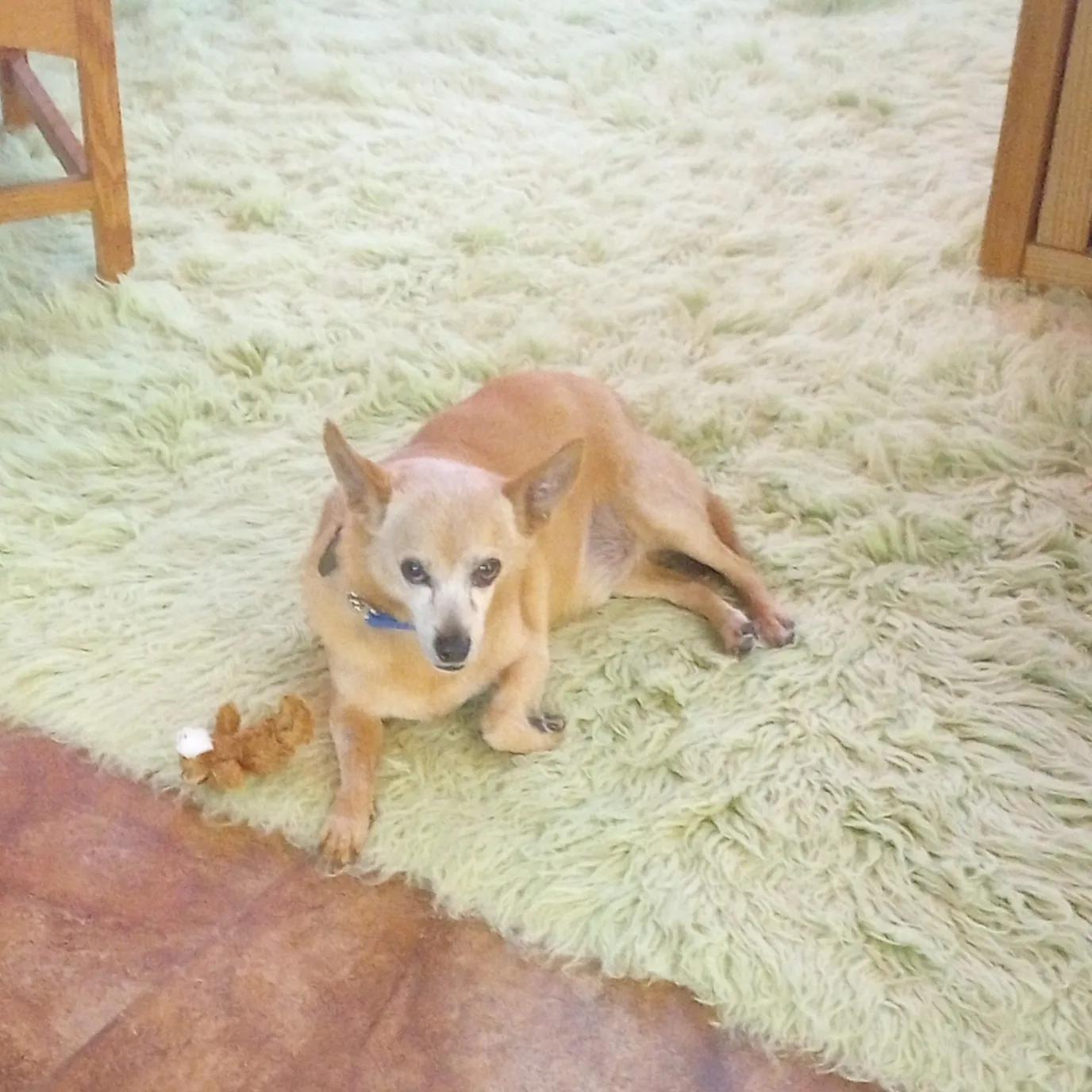 Enlarge Charlie, a Adoptable mixed breed in Port Charlotte, FL image 5/5