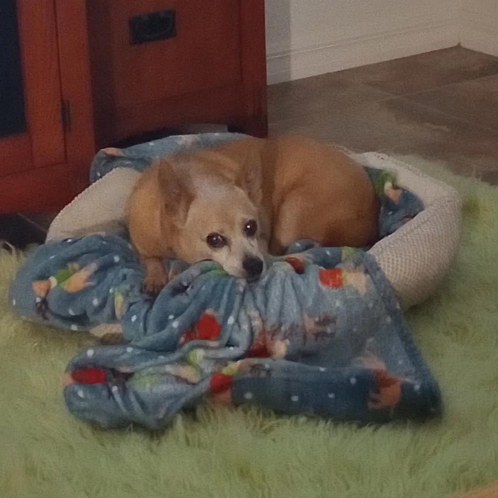 Enlarge Charlie, a Adoptable mixed breed in Port Charlotte, FL image 2/5