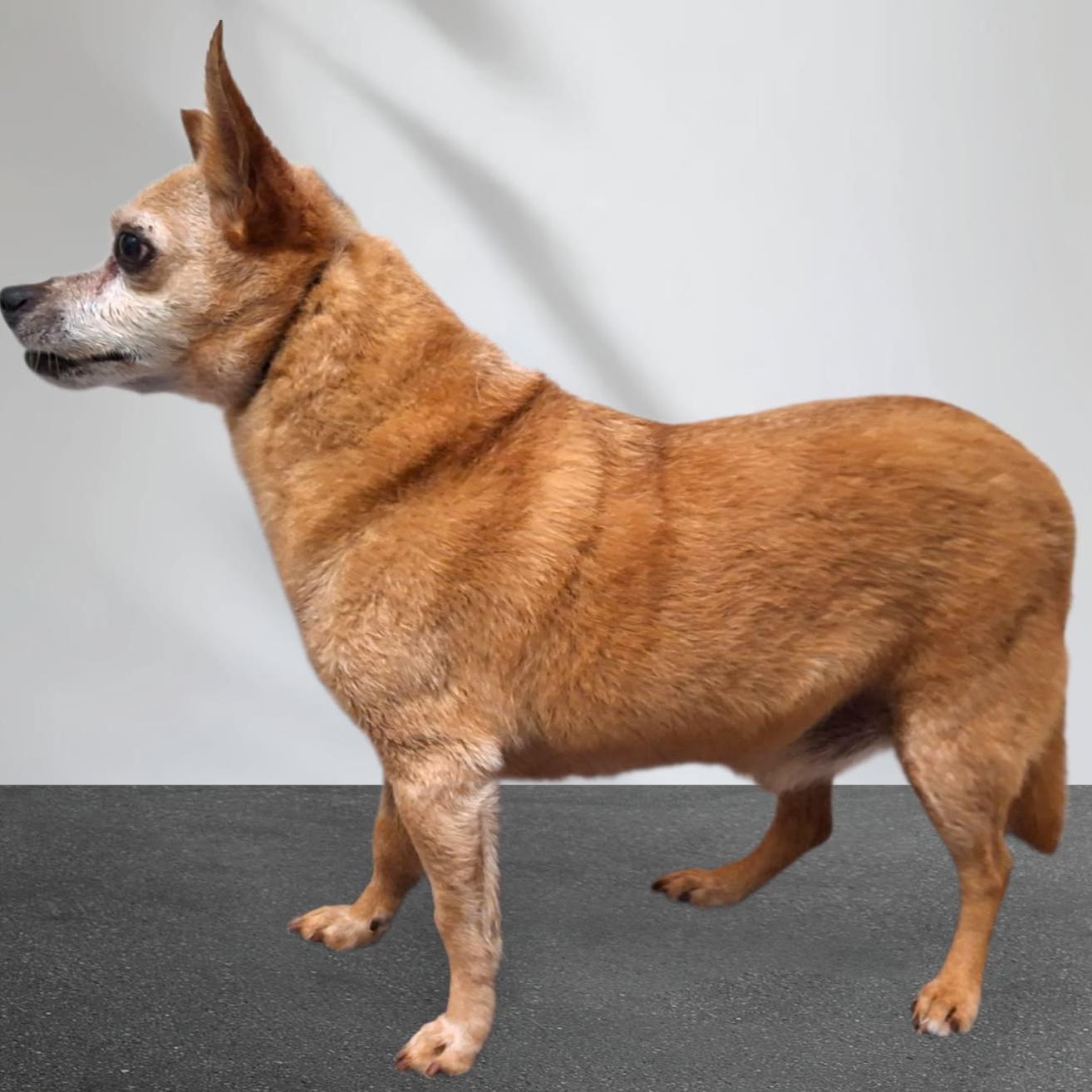 Enlarge Charlie, a Adoptable mixed breed in Port Charlotte, FL image 4/5