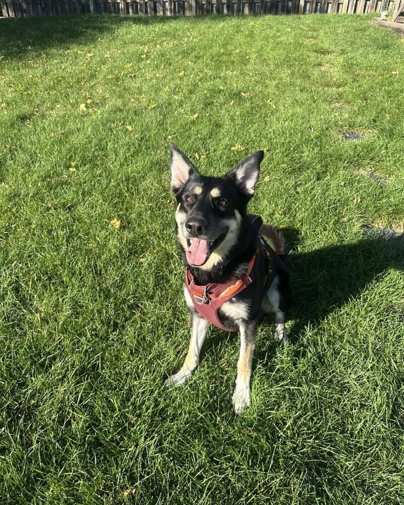 Enlarge Buckie, a Adoptable mixed breed in Mandan, ND image 1/1