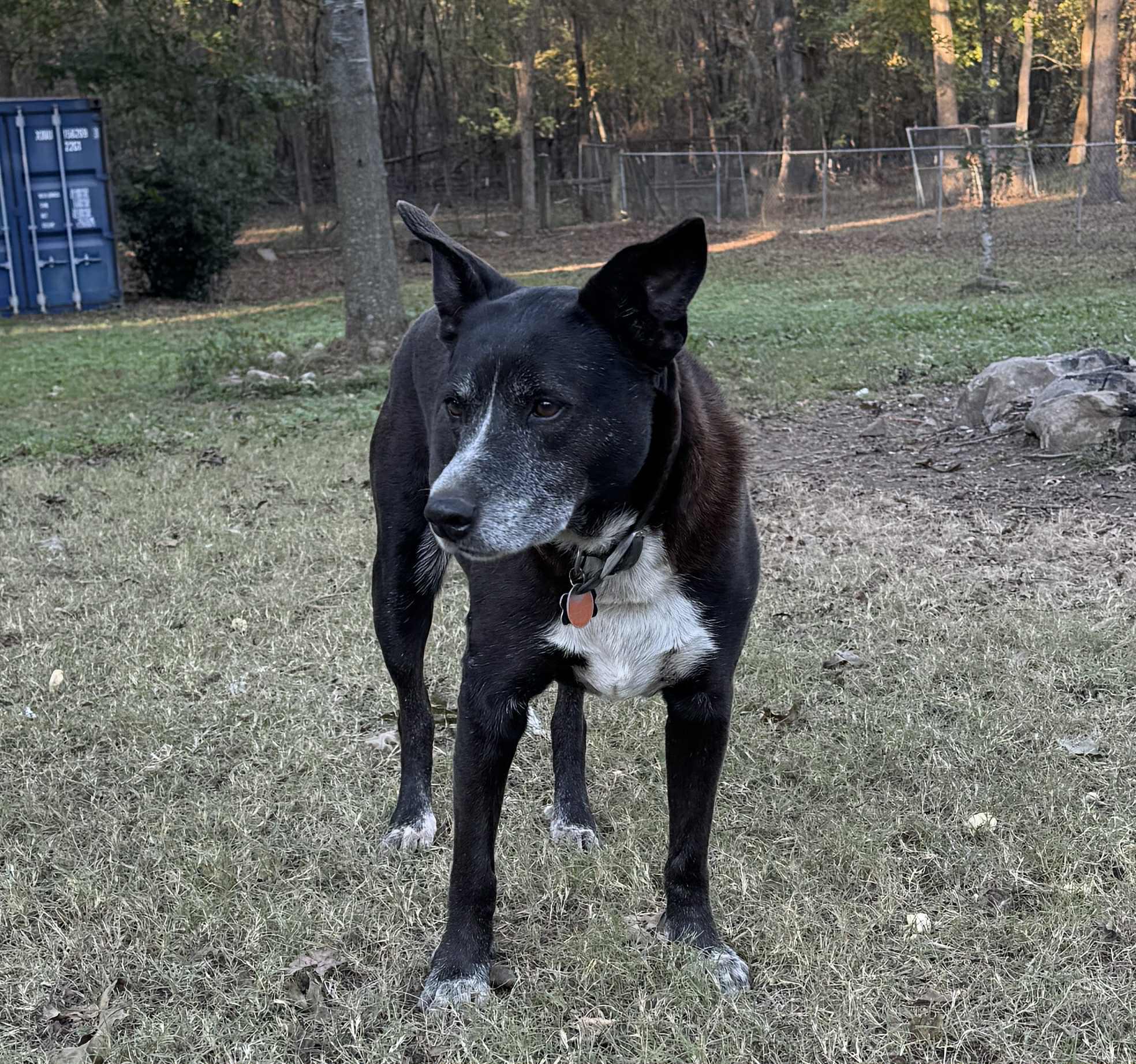 Isabella, Adoptable, Senior Female Australian Kelpie & Shepherd.