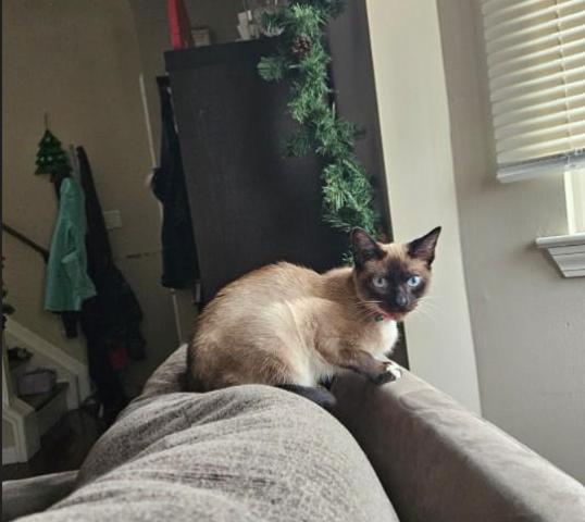 Cinnamon thumbnail 2