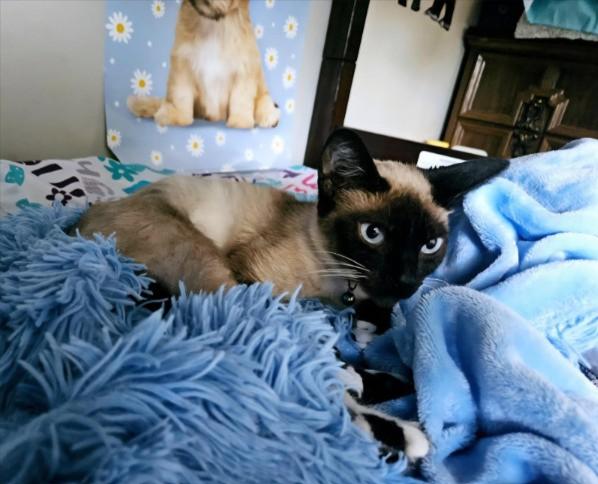 Cinnamon thumbnail 3